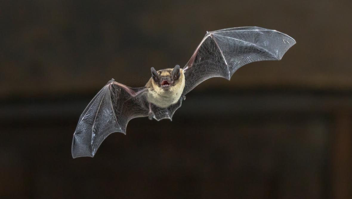 Bat-like technology ‘could help keep homes intruder-proof’