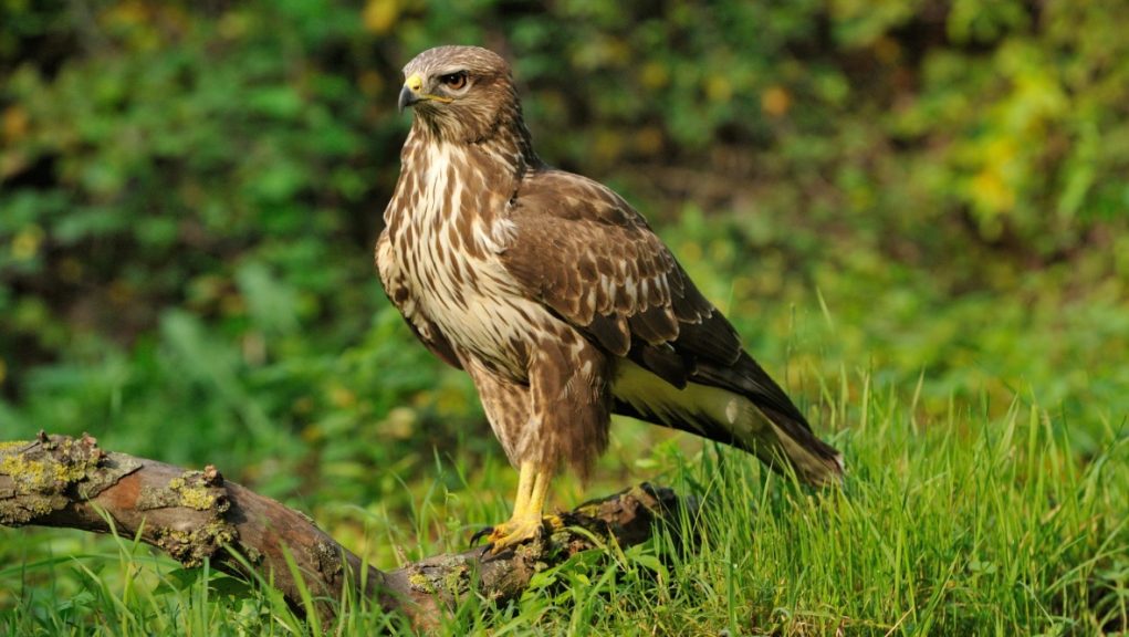 Police appeal after dead buzzard found hanging from tree | STV News