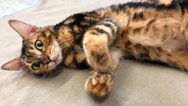 Bengal kitten found by road ‘dumped by backstreet dealer’