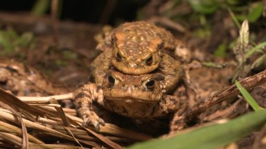 Annual ‘toadageddon’ sees volunteers rescue thousands of toads