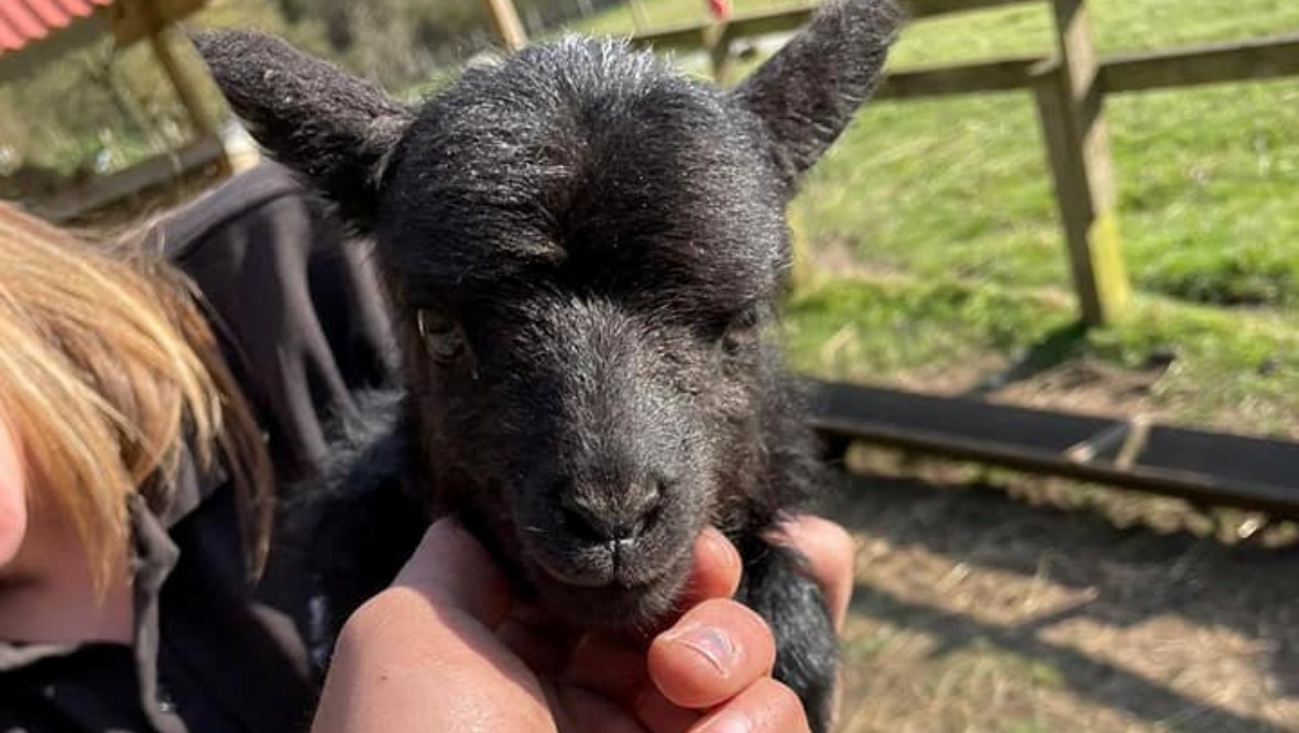 Appeal after newborn lambs stolen from petting zoo