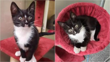 Appeal after man abandons kitten on wall outside flats