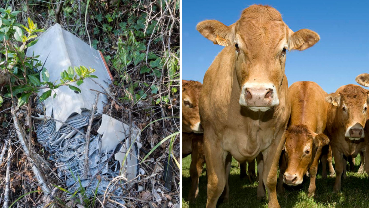 Fly-tipping linked to surge in lead poisoning animal deaths