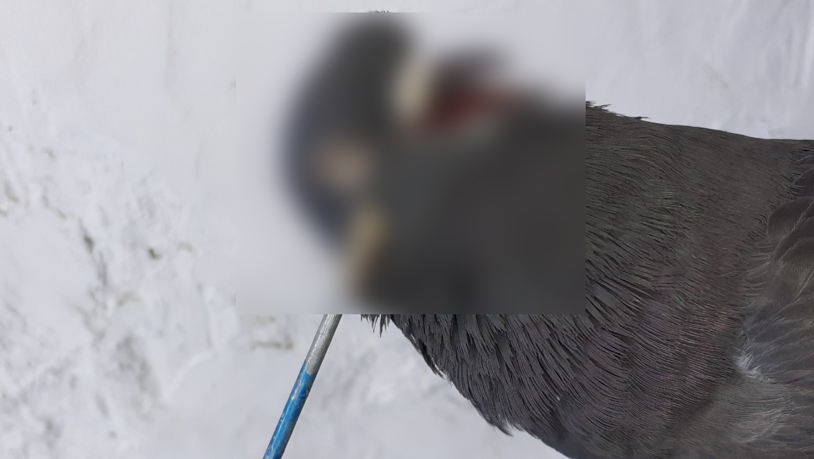 Pigeon dies after being shot through beak with nail gun