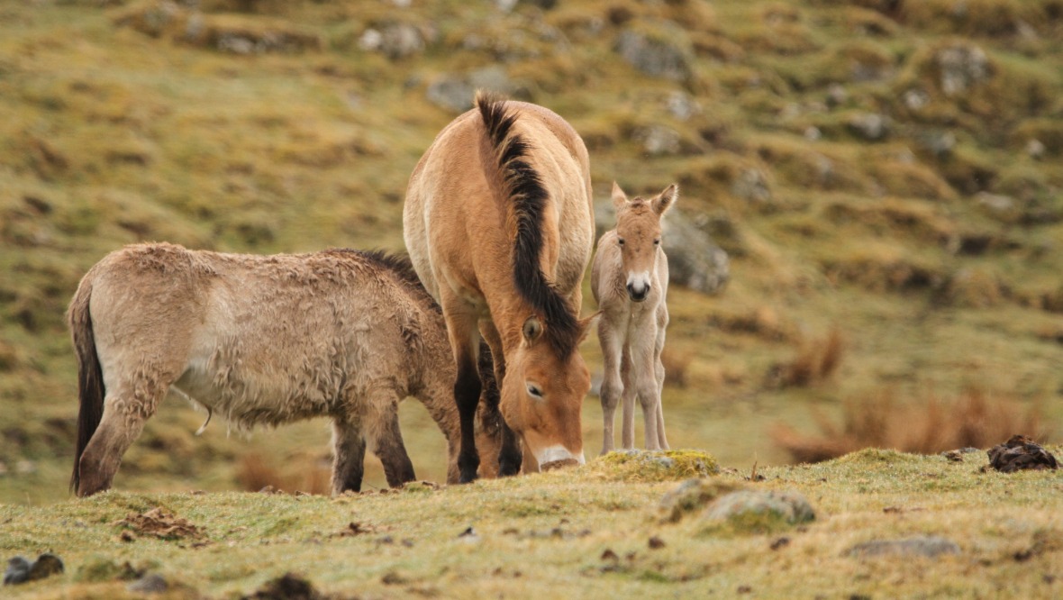 Two endangered Przewalski’s foals born at wildlife park