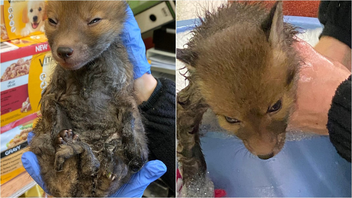 Fox ‘lucky to be alive’ after being stuck in glue trap overnight