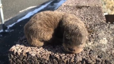 A tiny otter has been rescued after losing its mother.