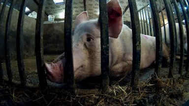 Pigs ‘hammered to death’ at farm supplying big supermarkets