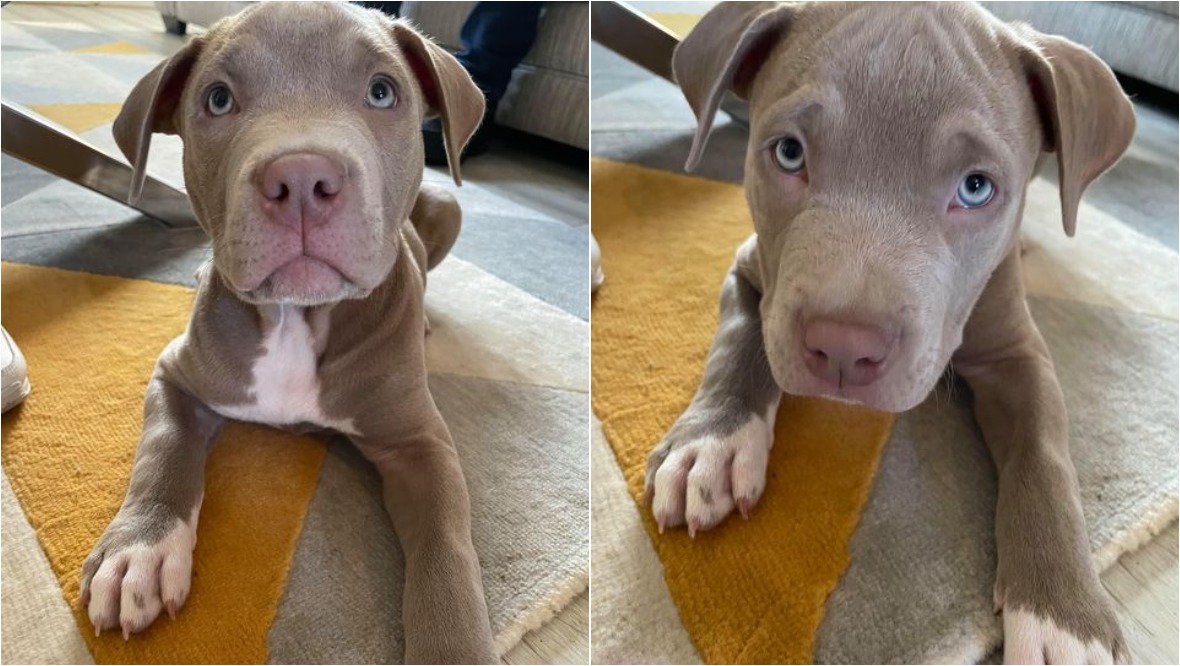 American Bulldog puppy stolen during armed robbery