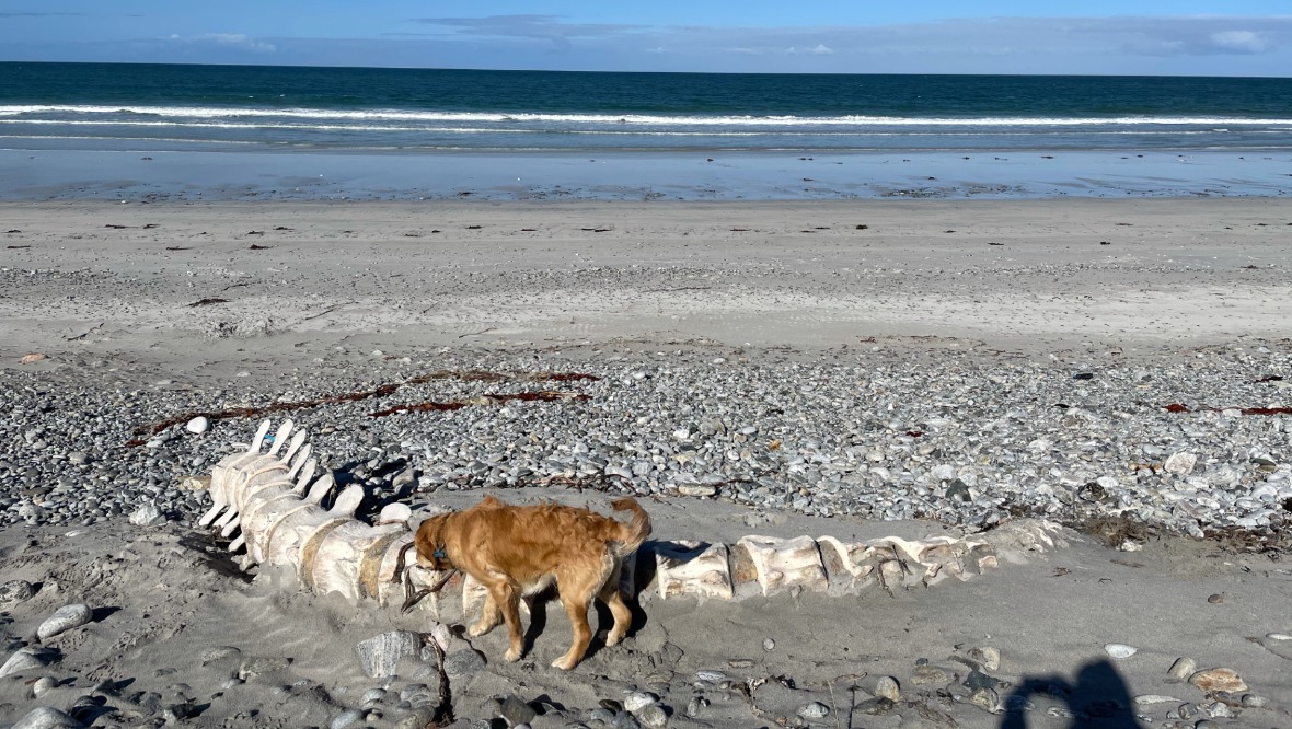 Hannah's dog Bonnue took a keen interest in the skeleton