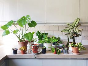 How I found peace in plants amid Covid and the housing crisis