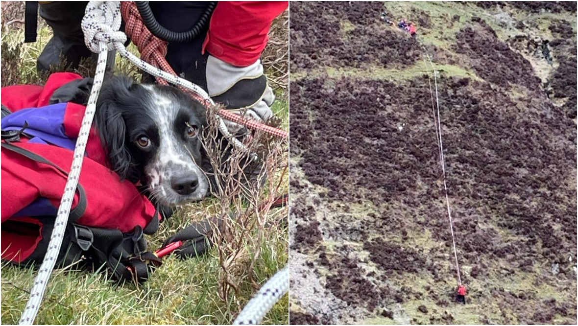 Puppy rescued after falling 300ft down waterfall