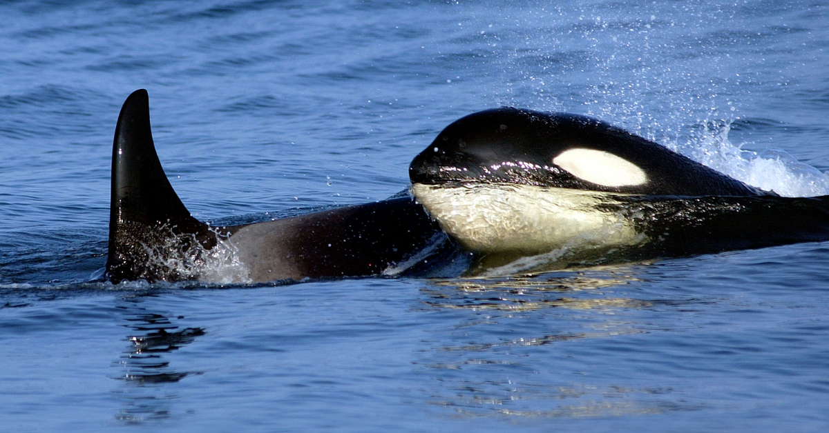 Killer whale attacks fishing boat near Shetland in first such incident off UK coast