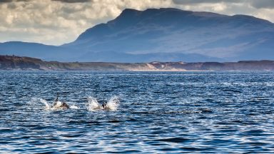 Calls to improve Marine Protected Areas to preserve sea life