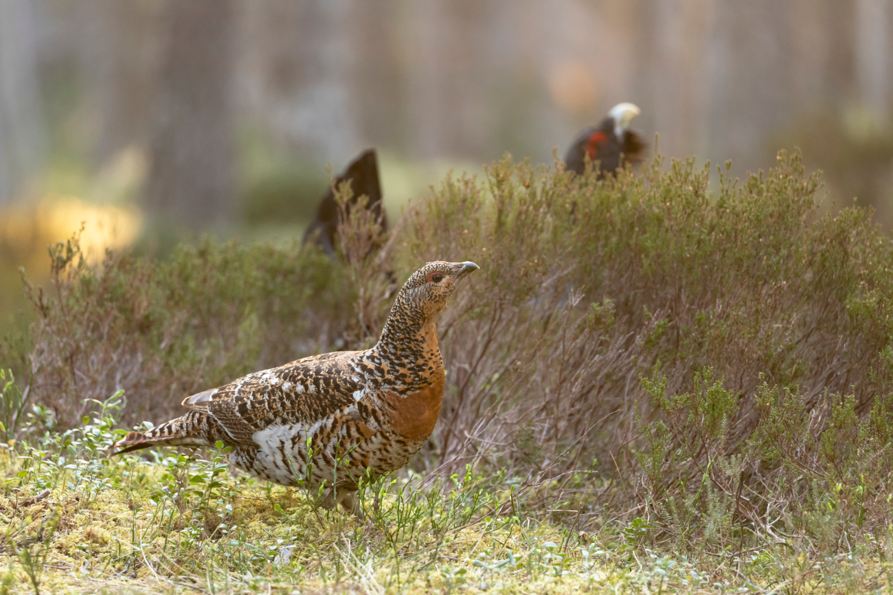 A female capercaillie with a male hiding behind the heather.