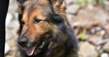 Dog ‘bravely’ chased suspects through river and electric fence