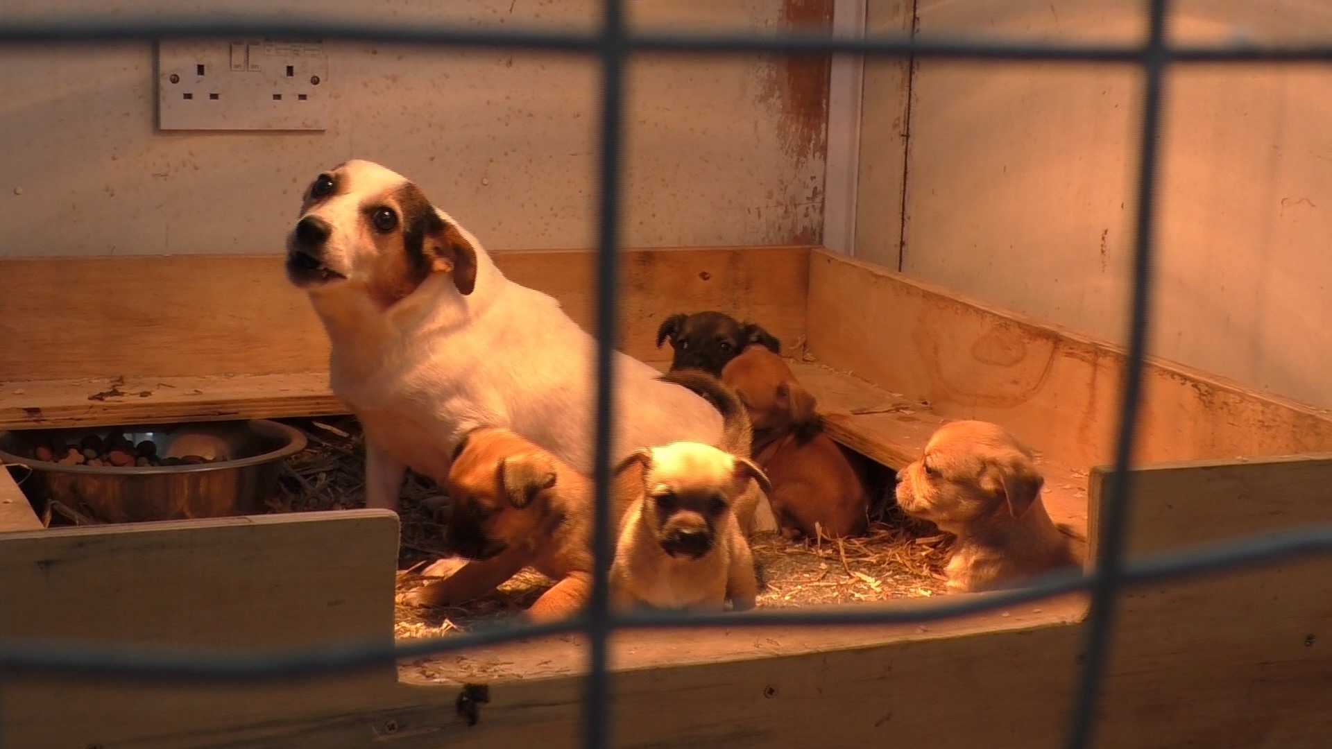 More than 750 calls were made to the Scottish SPCA last year regarding illegal breeders.