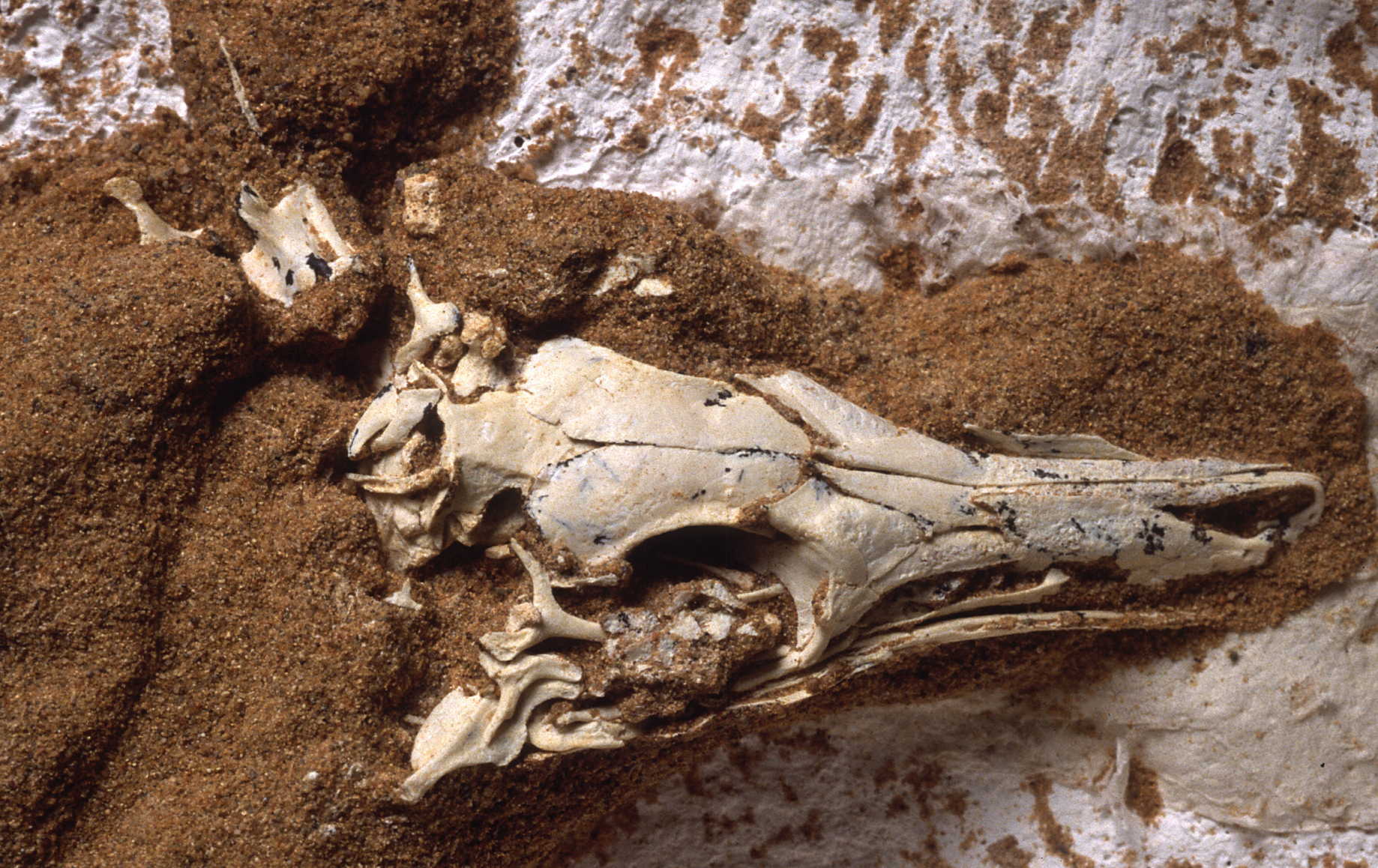 Researchers found a fossilized Shuvuuia skeleton (Mick Ellison/American Natural History Museum/PA)