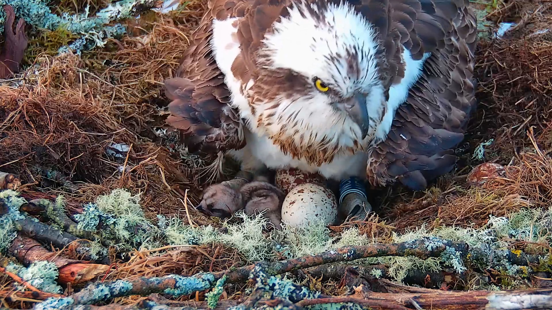 The two remaining eggs laid this season are expected to hatch by the end of the week.