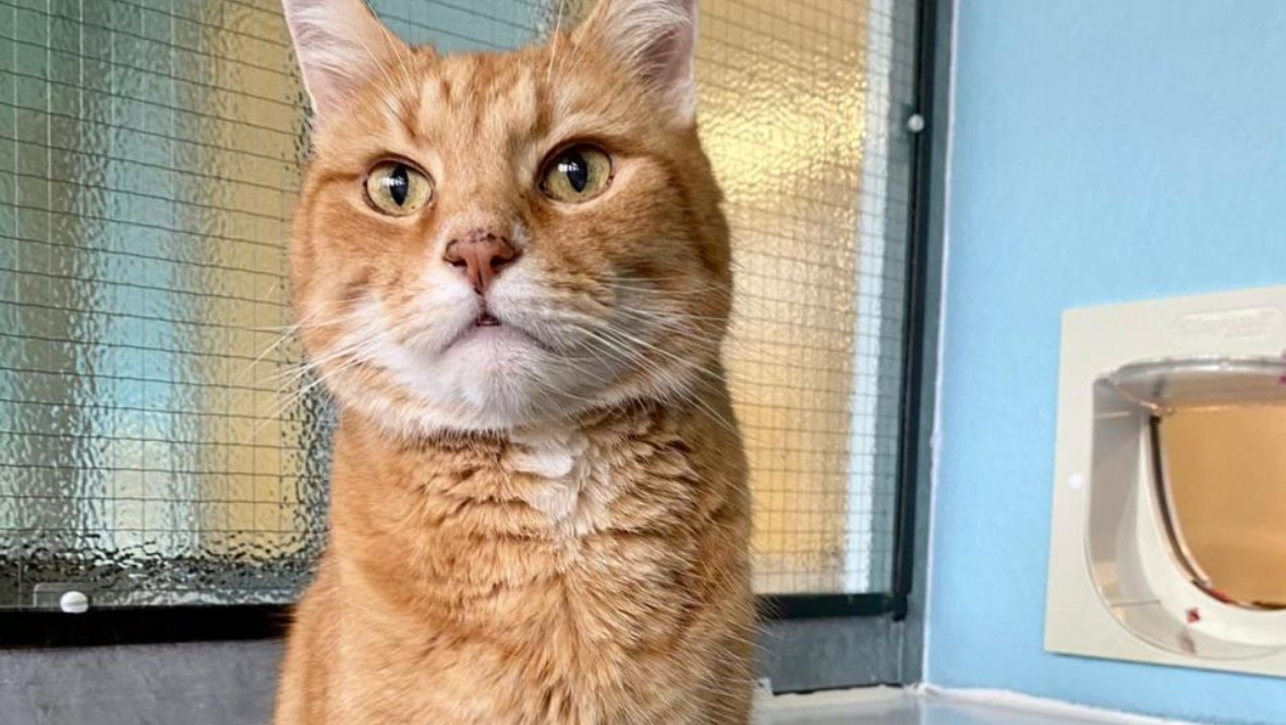 Appeal to find 19-year-old cat his ‘retirement home’