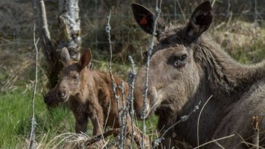 Wildlife park welcomes adorable European elk twins
