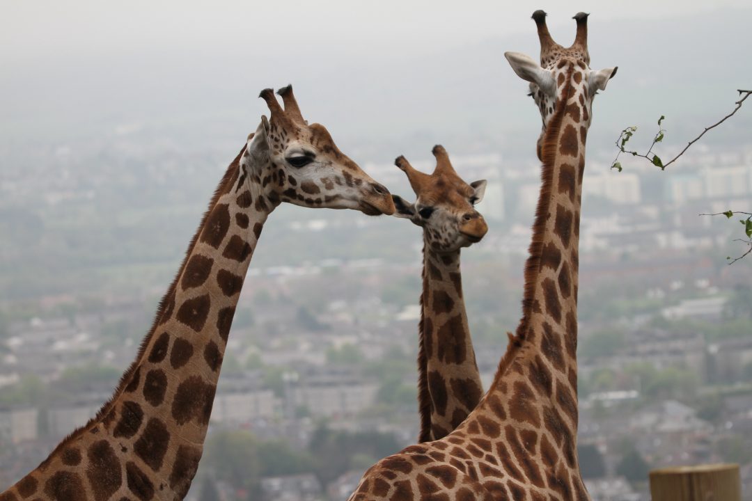 Edinburgh Zoo’s first giraffes in 15 years spotted outside