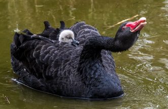 Newly-hatched cygnet peeks out from black swan’s feathers