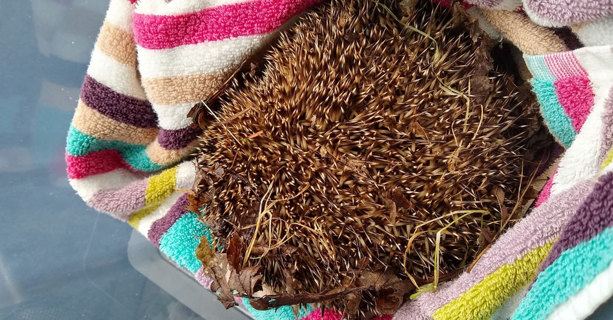 Hedgehog dies after being ‘kicked and stabbed’ at high school
