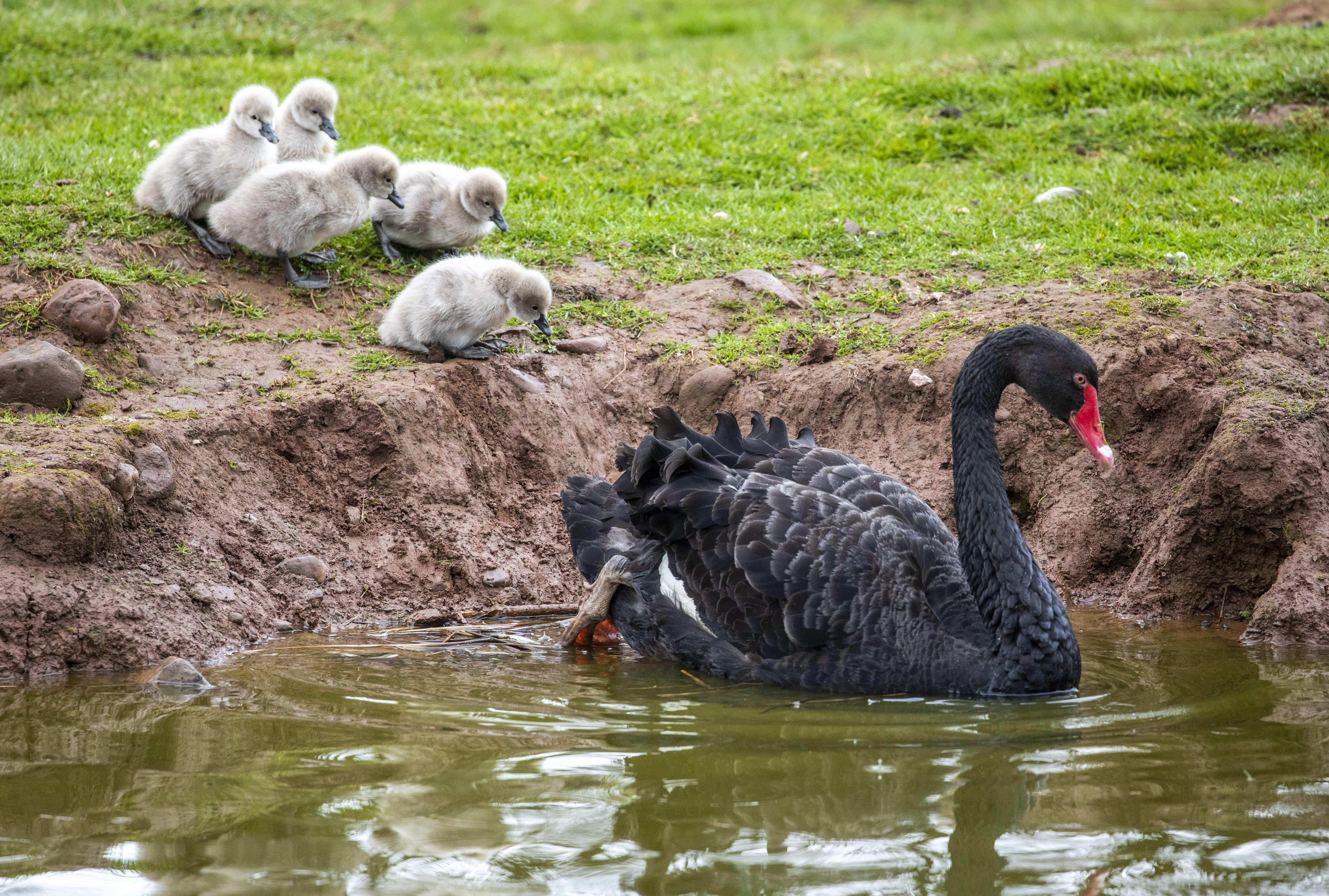  Other newborns were seen toddling around. 