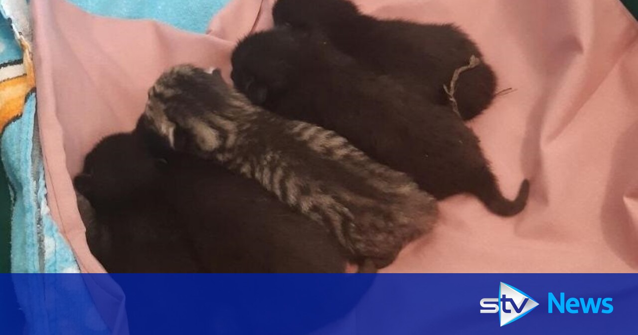 Kittens rescued after cat gives birth inside chimney