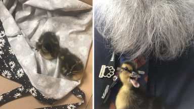 Lost ducklings are found outside Glasgow Central Station
