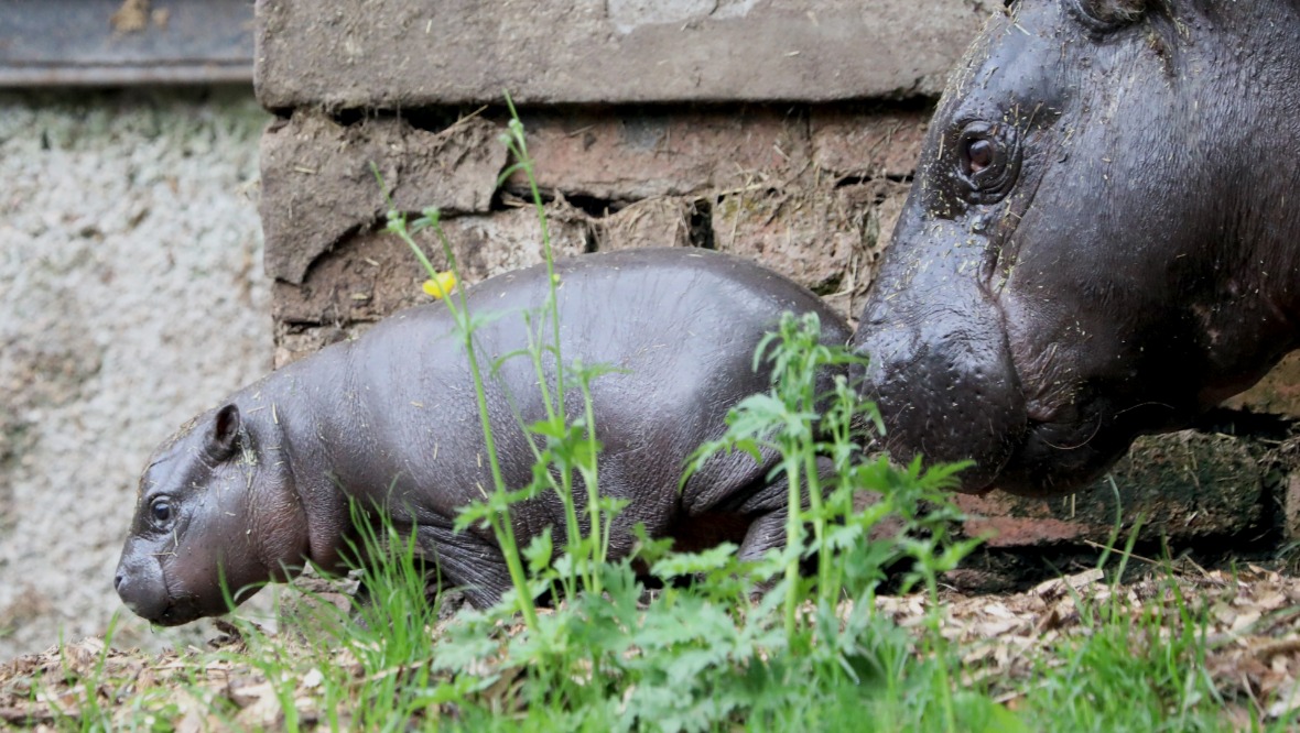 Edinburgh Zoo reveals name of endangered pygmy hippo calf
