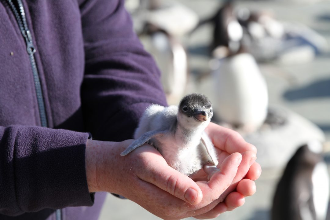 First look at gentoo penguin chicks at Edinburgh Zoo
