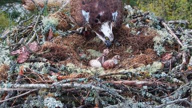 First osprey chick of season hatches at wildlife reserve
