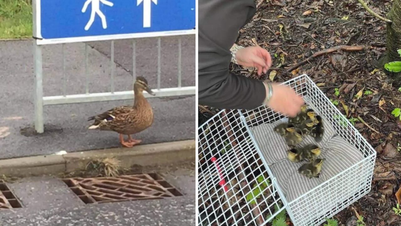 Lucky ducklings reunited with mum after falling into drain