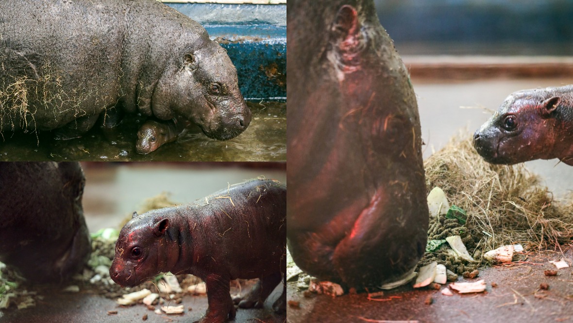 Family: The little calf is the baby to visitor favourites Otto and Gloria.