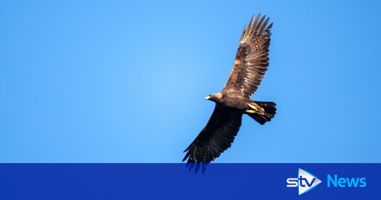 Hunt Launched After 'suspicious' Disappearance Of Golden Eagle In 