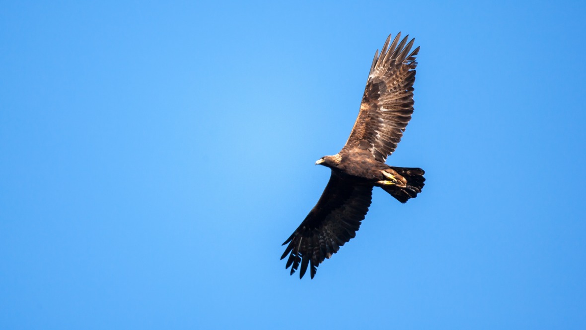 The golden eagle is the top predator in the Scottish countryside.
