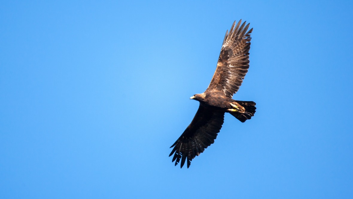 Number of golden eagles in southern Scotland soars to ‘highest in 300 years’