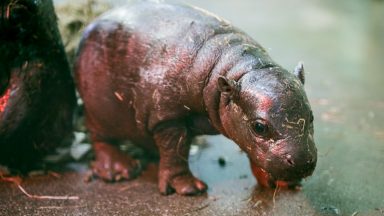 Edinburgh Zoo welcomes endangered pygmy hippo calf