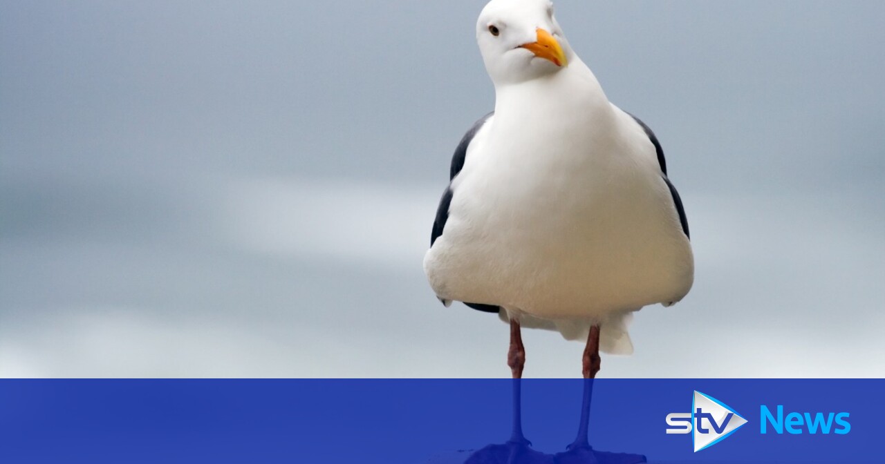 Seagull dies from injuries after being bludgeoned with stick