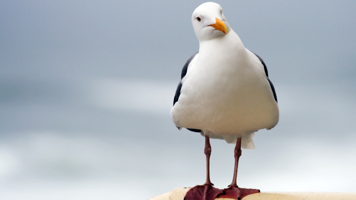 Seagull dies from injuries after being bludgeoned with stick