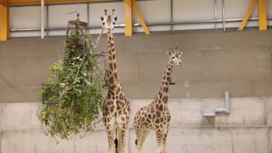 Giraffes return to Edinburgh Zoo for first time in 15 years