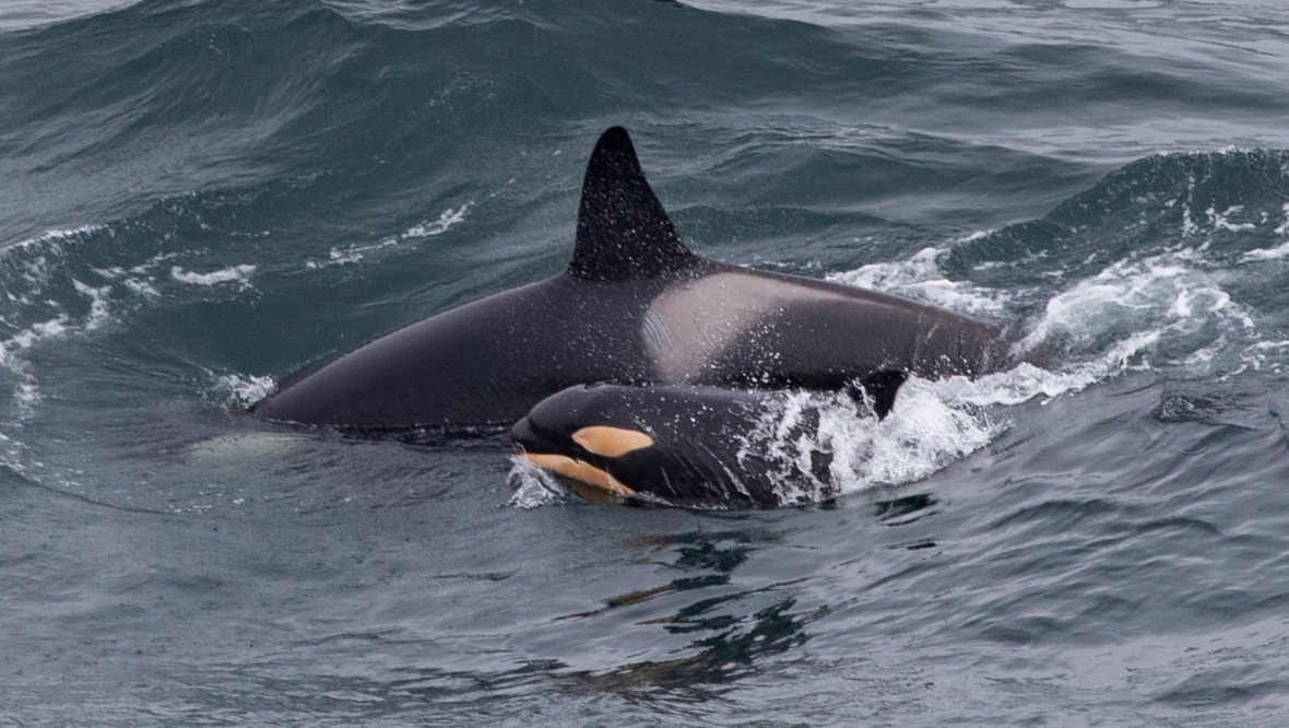 Newborn orca calf spotted playing with pod in Moray Firth