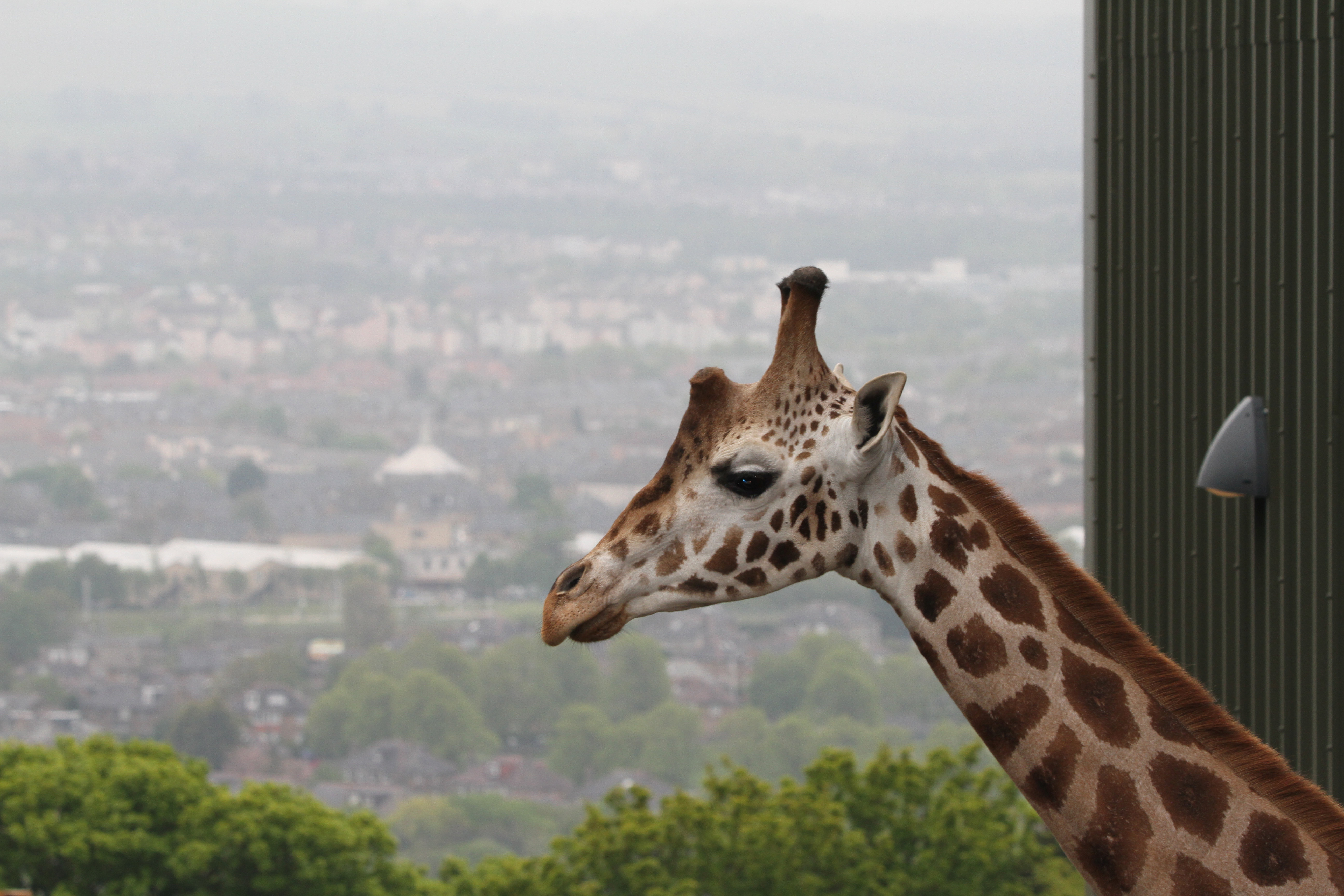 Arrow at Edinburgh Zoo. 