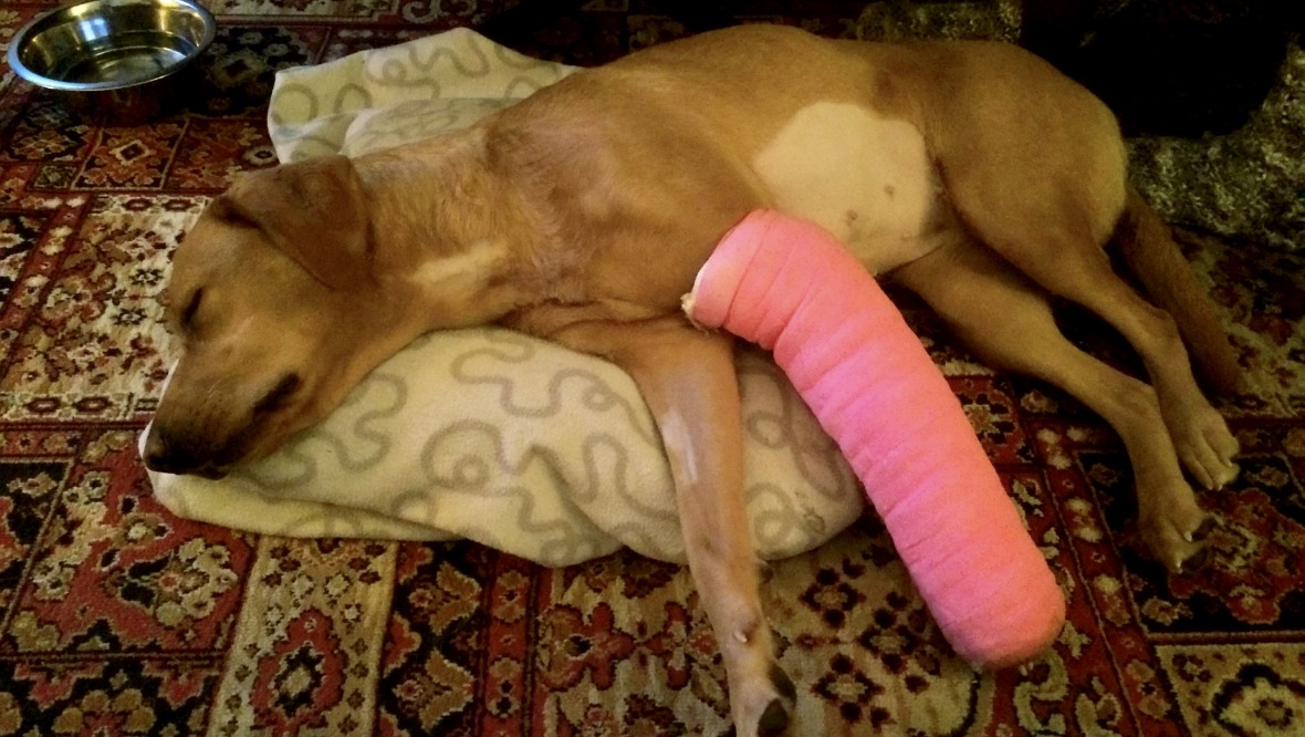 Hero dog needs life saving surgery after falling from wall