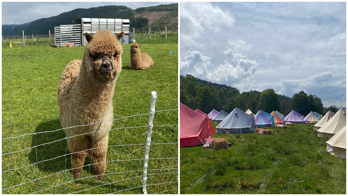 Alpacas welcomed Laura as she arrived at Capers in Cannich