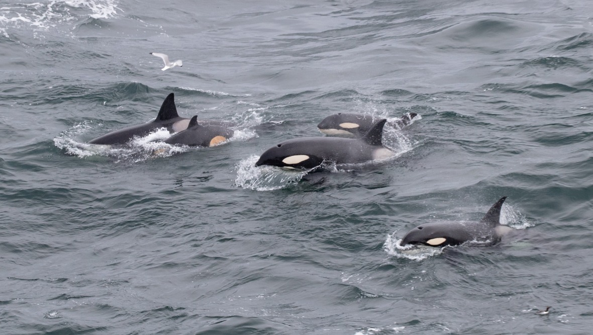 The pod of four adullts and one calf were spotted in the Moray Firth.