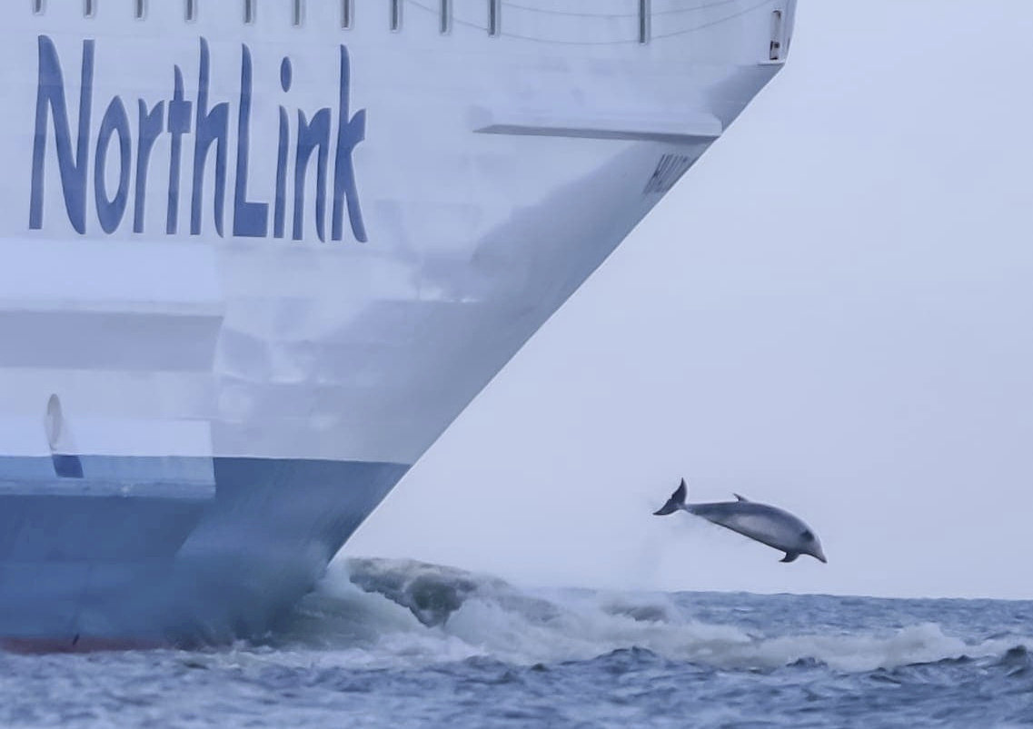 The stunning pictures show dolphins 'racing' against a massive NorthLink ferry.