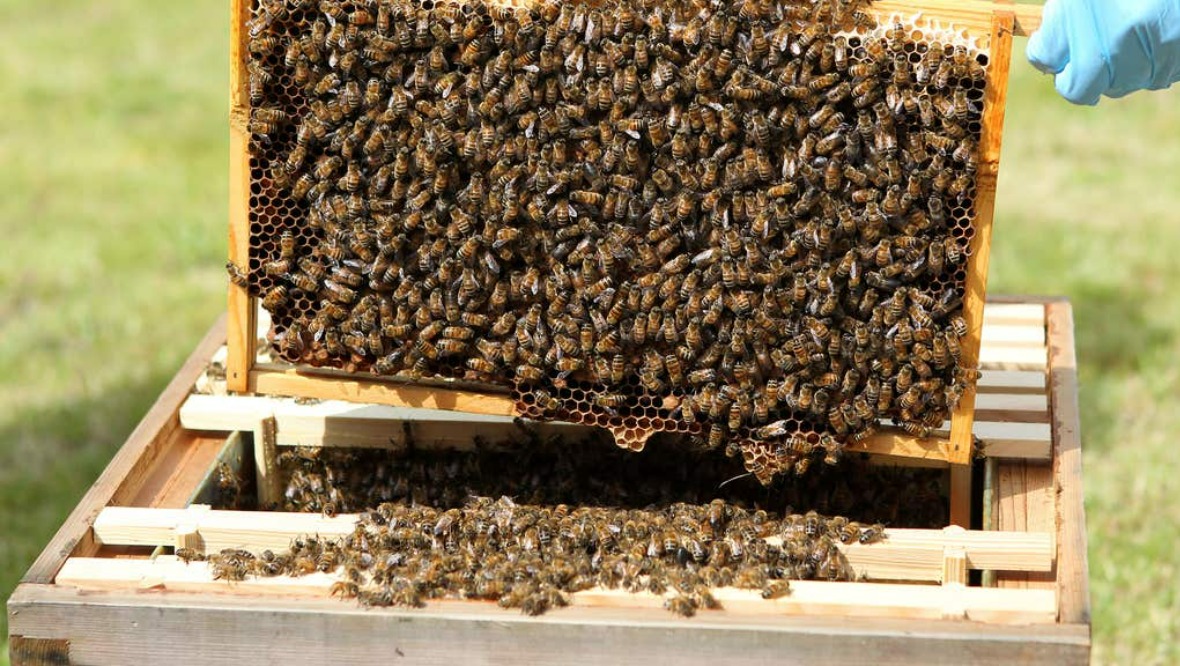 Bee colony destroyed after discovery of infectious disease